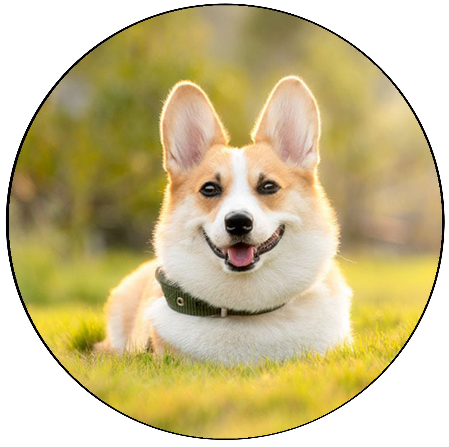 Corgi Cake Topper