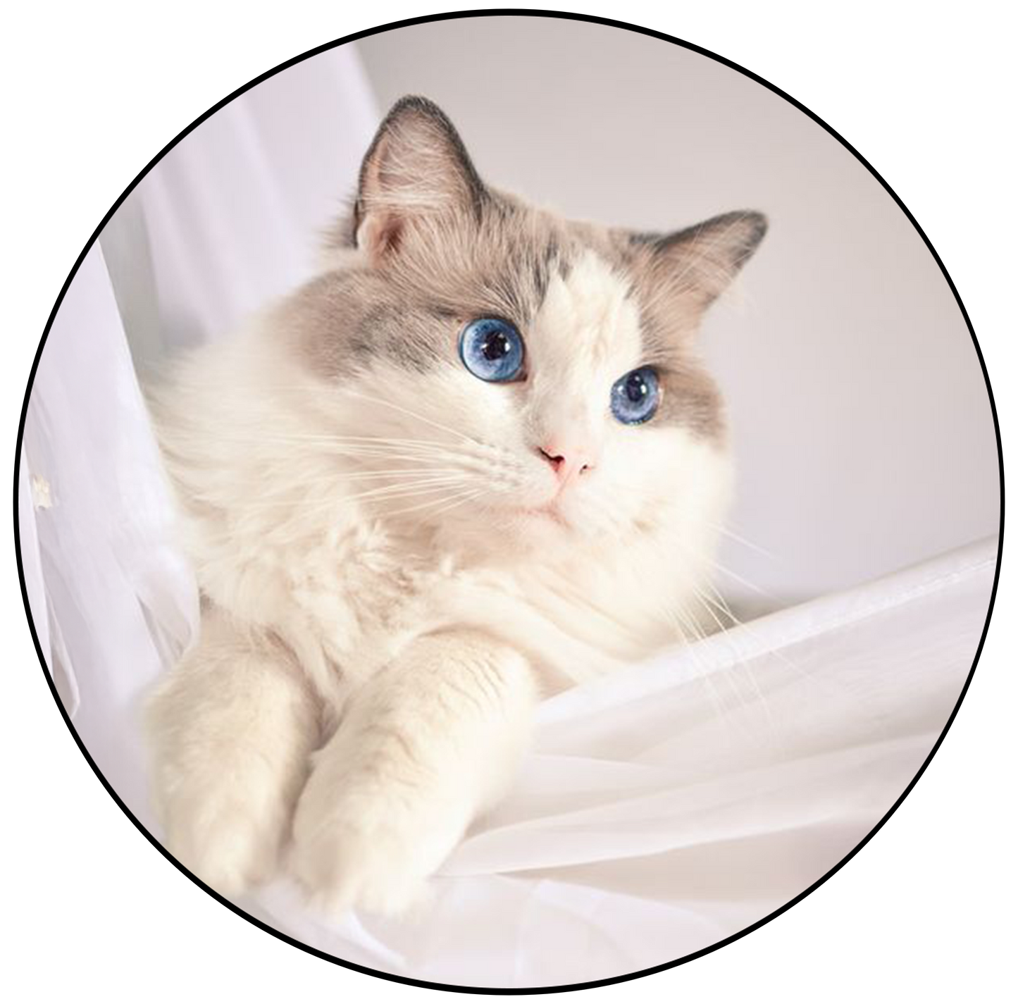Ragdoll Cat Cake Topper