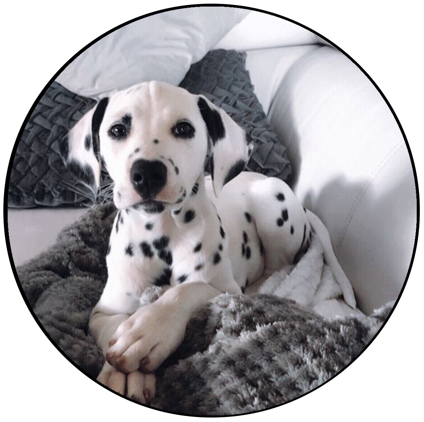 Dalmation Cake Topper