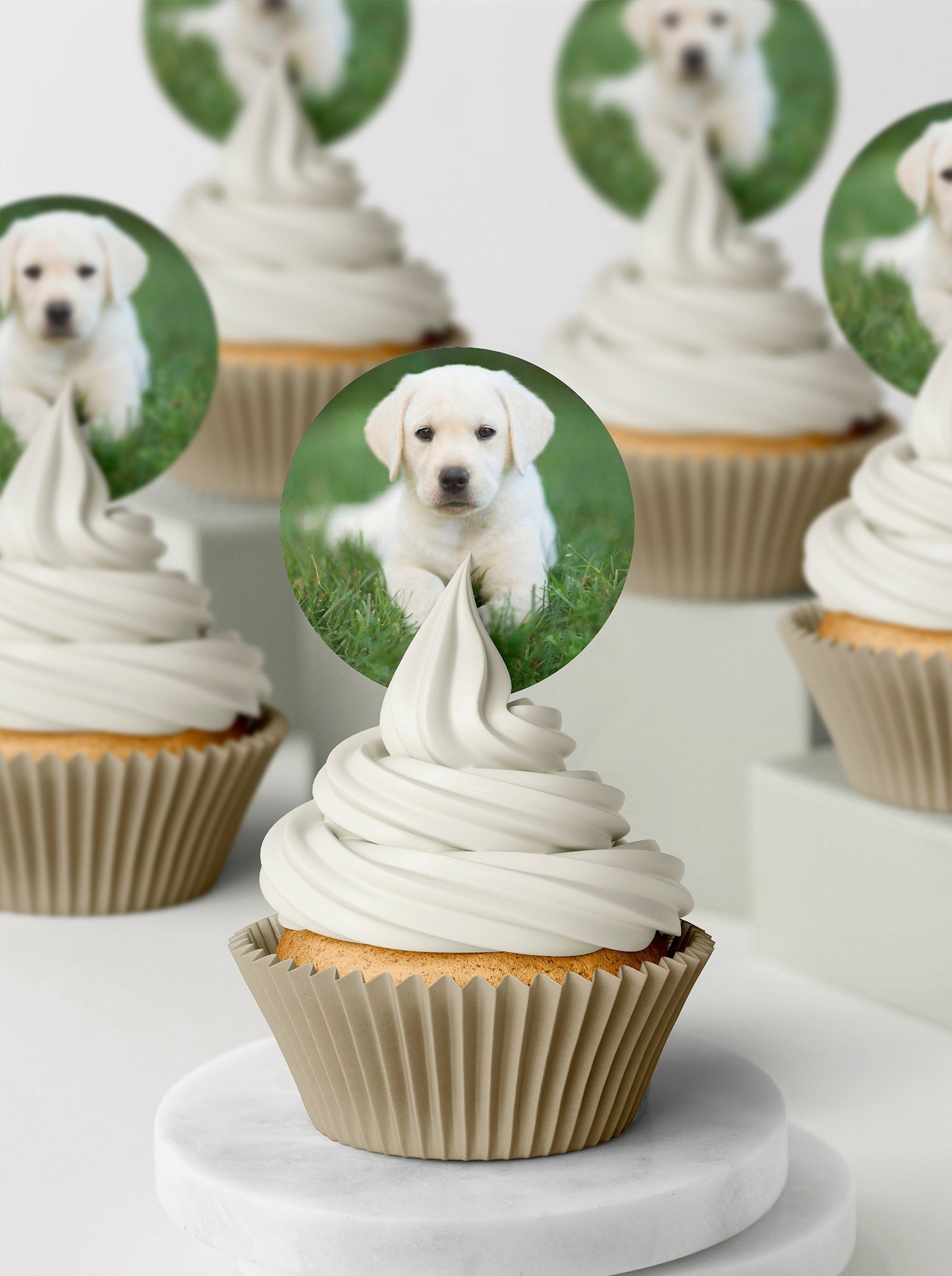 Labrador fashion cupcakes