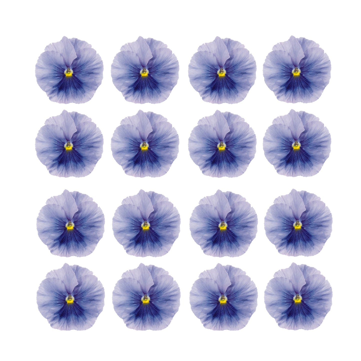 Pretty purple pansy pansies Flower edible wafer or icing cake cupcake toppers