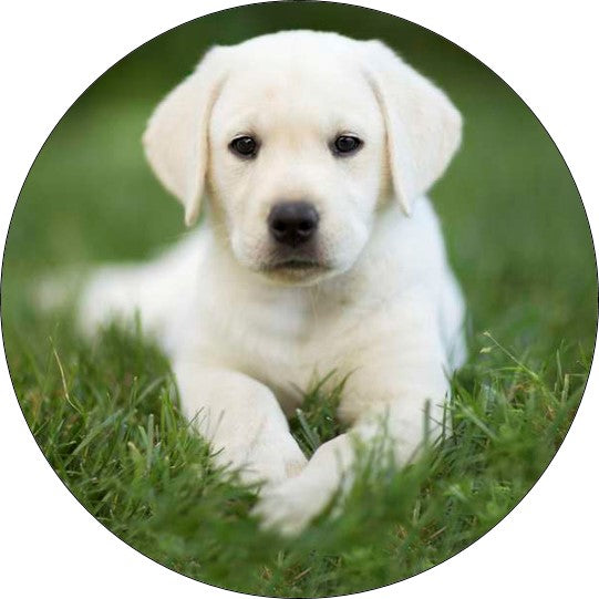 Labrador Cake Topper