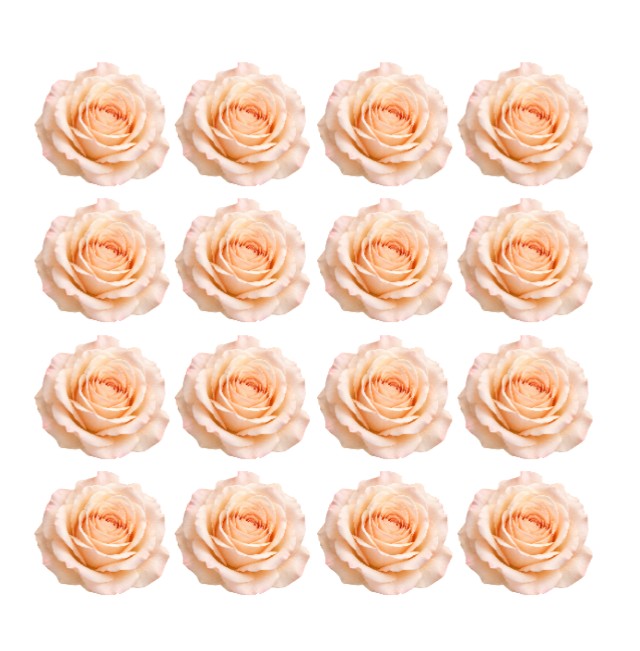 Romantic Antique peach Tea roses Flowers edible wafer or icing cake cupcake great for High teas Weddings Birthdays