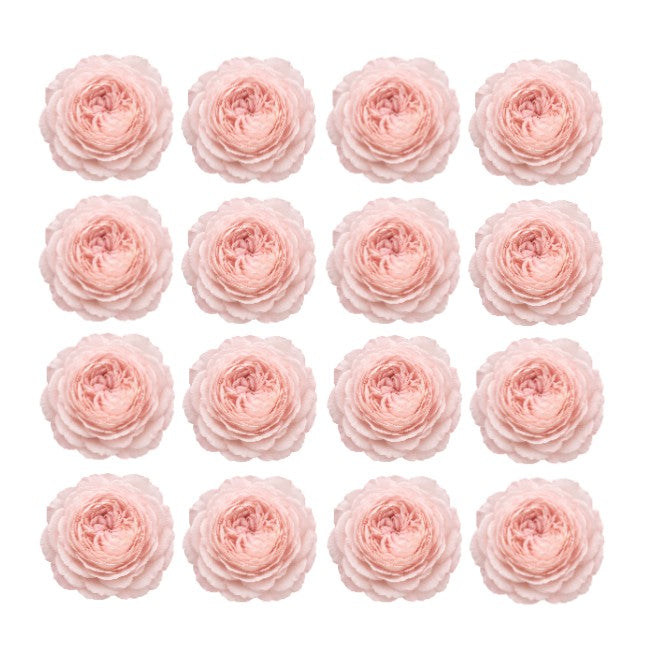 Romantic Blush Pink Cabbage roses Flowers edible wafer or icing cake cupcake great for High teas Weddings Birthdays