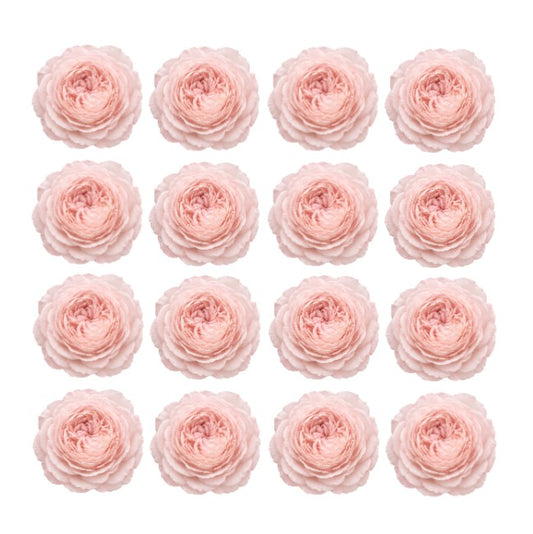 Romantic Blush Pink Cabbage roses Flowers edible wafer or icing cake cupcake great for High teas Weddings Birthdays