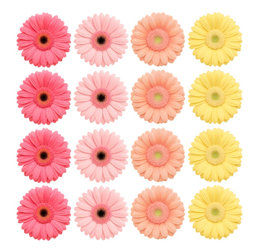 Edible wafer or icing daisy flowers Bright Gerbera Mix cake decorations edible cake toppers hot pink, pink, orange, yellow mix