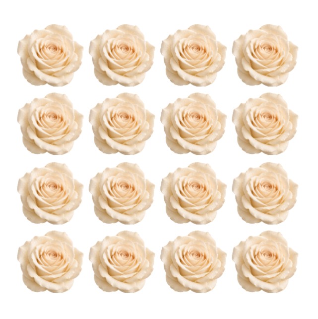 Off-White Cream Champagne Ivory Wedding roses Flowers edible wafer or icing cake cupcake great for Weddings High Teas  Birthdays