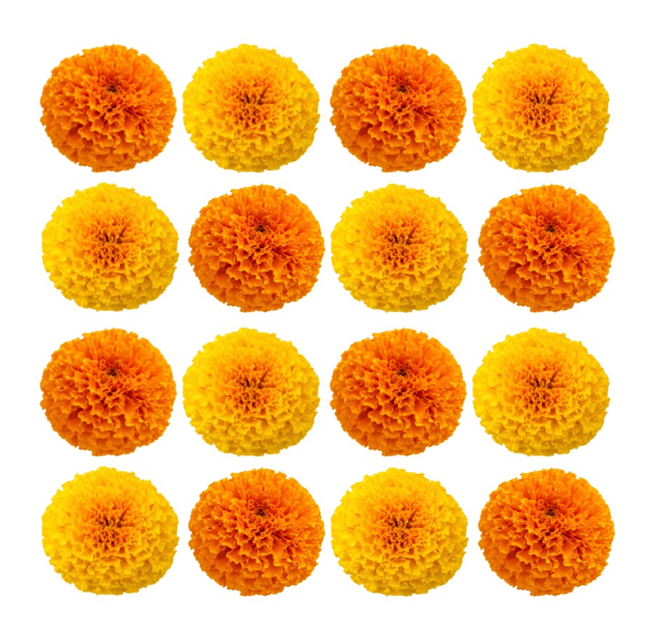 Edible precut wafer or icing bright yellow and orange Marigold flowers and petals perfect for halloween, day of the dead