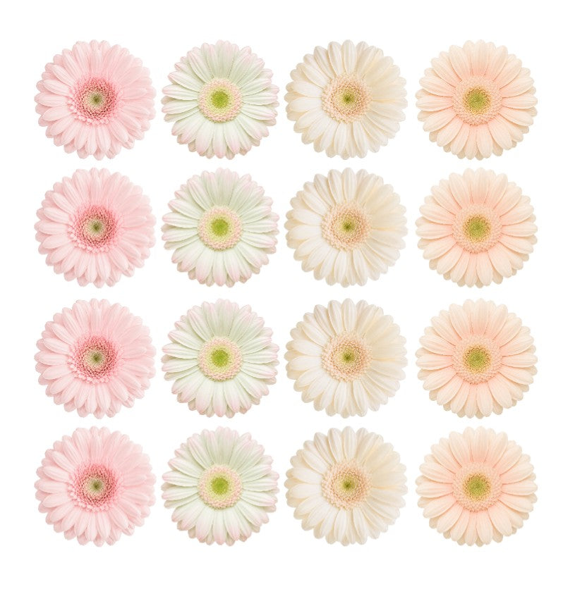 Edible wafer or icing daisy flowers pastel Gerbera Mix cake decorations edible cake toppers pastel pink, peach, mint, cream mix