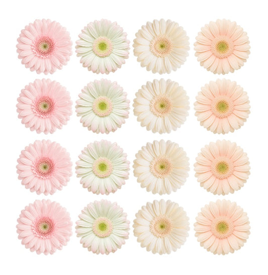 Edible wafer or icing daisy flowers pastel Gerbera Mix cake decorations edible cake toppers pastel pink, peach, mint, cream mix