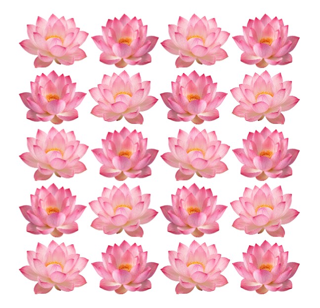 Elegant pink water Lily Lotus Flowers edible wafer or icing cake cupcake decorations lunar new year oriental