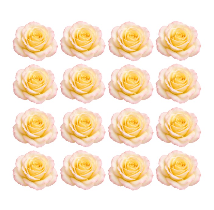 Yellow Blush Peace roses Flowers edible wafer or icing cake cupcake great for High teas Weddings Birthdays