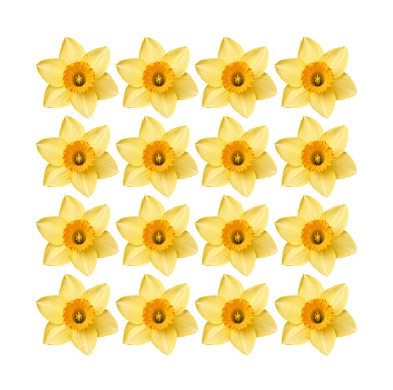 Edible yellow daffodil flowers edible wafer or icing cake decorations Birthdays Parties Cancer awareness