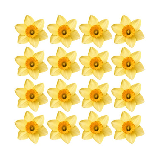 Edible yellow daffodil flowers edible wafer or icing cake decorations Birthdays Parties Cancer awareness