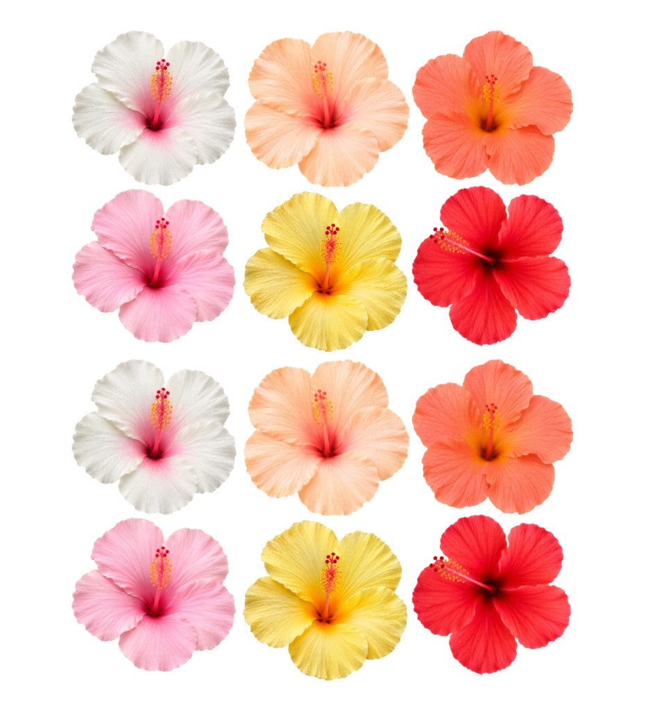 Mixed Tropical Hibiscus Flowers