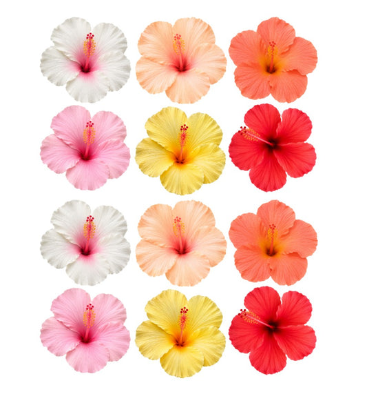 Mixed Tropical Hibiscus Flowers
