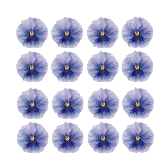 Pretty purple pansy pansies Flower edible wafer or icing cake cupcake toppers