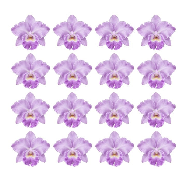Pretty Purple Cattleya Corsage Orchid Flowers edible wafer or icing cake cupcake Birthdays Garden partys