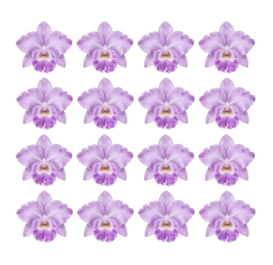 Pretty Purple Cattleya Corsage Orchid Flowers edible wafer or icing cake cupcake Birthdays Garden partys