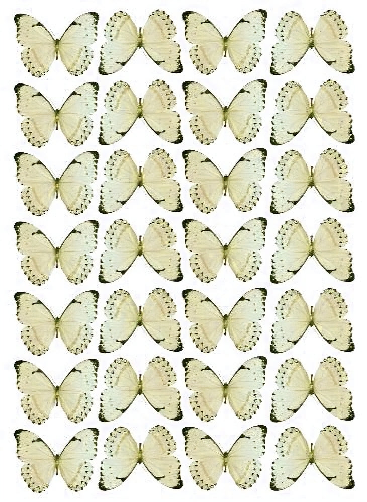 Yellow Wafer Butterflies