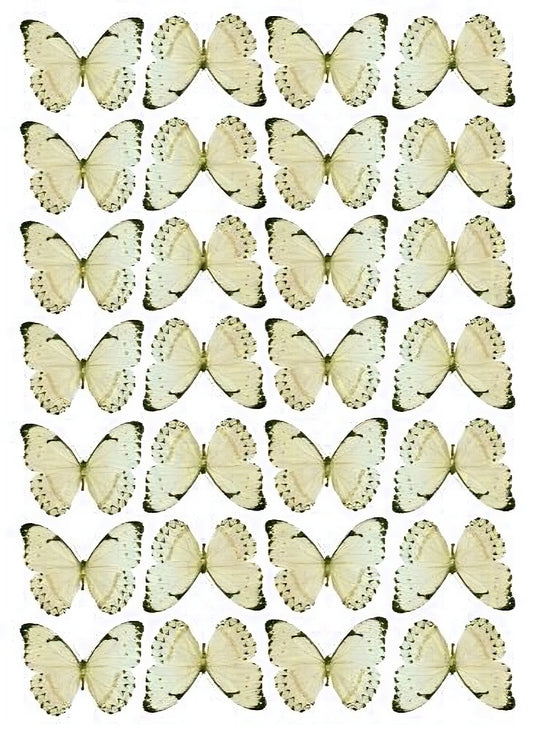 Yellow Wafer Butterflies